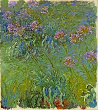 Agapanthe Fleurs 1917