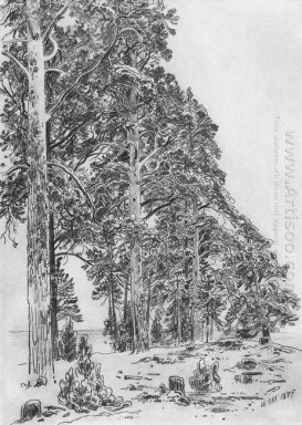 Dennenbomen Op Het Strand 1877