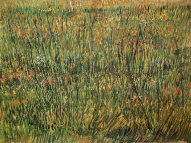 Pasto na flor 1887