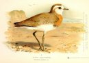 Kaspische Plover