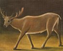 Deer 1909