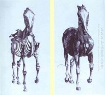 Frontal beskådar av skelettet av en häst Studie nr 10 från Ana