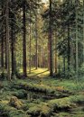 Coniferous Forest Sunny Day 1895