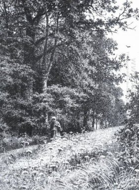 Sulla Foresta linea di confine 1878