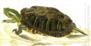 Målning av Trachemys scripta elegans (Wied)