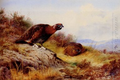 Grouse Red On The Moor