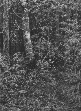 Thicket 1879