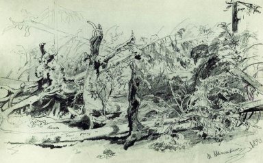 Wind umgestürzte Bäume 1890