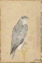 Porträtt av en Falcon från norra Indien