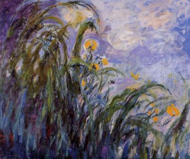Iris amarillos 3 1917