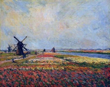 Fields Of Flowers And Windmills Near Leiden