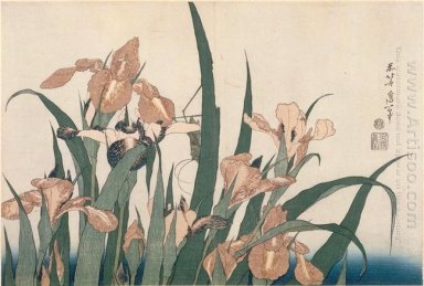 Iris und Heuschrecke