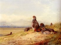 Röda Partridges