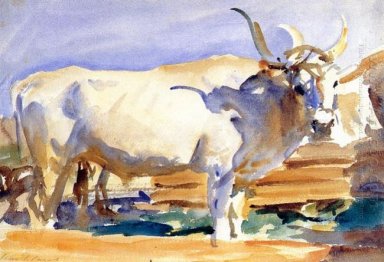Ox blanca en Siena