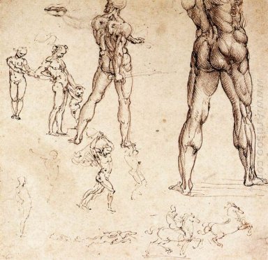 Studi anatomici