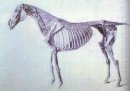 Схема Из анатомии лошади