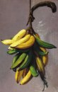 Gele bananen 1893