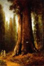 Kalifornien Redwood träd