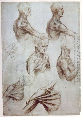 Les muscles du cou et des épaules 1515