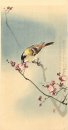 Songbird på plommon blomma