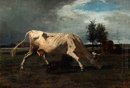 Kuh von einem Hund gejagt