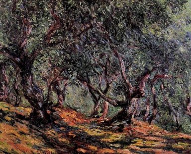 Olivträd i Bordigher
