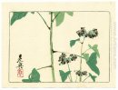 Planta floreciente - Hana Kurabe