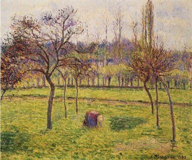 Apfelbäume in einem Feld 1892
