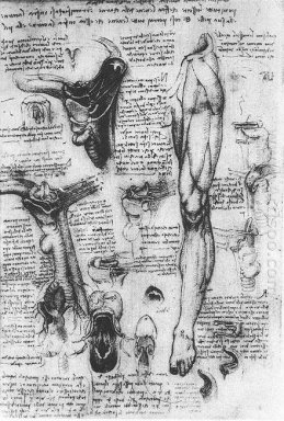 Anatomiska Studier struphuvud och Leg 1510