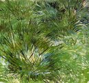 Touffes d'herbe 1889