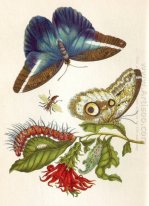 Métamorphose des insectes Surinamensium