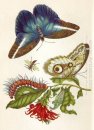 Metamorfose van insecten Surinamensium
