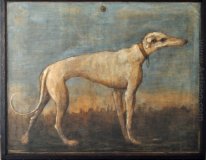 Greyhound