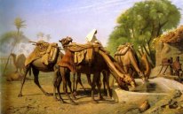 Camelos na fonte