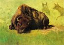 bison med prärievargar i bakgrunden