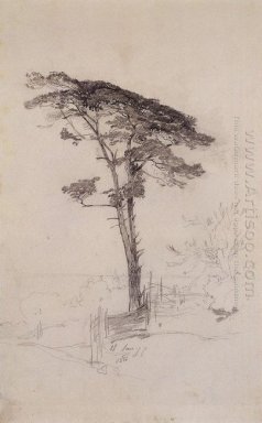 Pine 1854