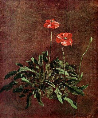 Studie voor papaver