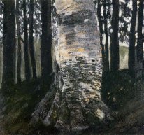 Birke in einem Wald