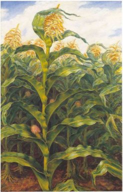 Kansas ladang jagung
