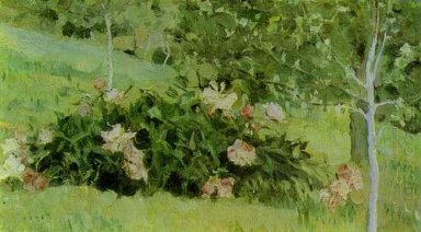 Peonie 1908