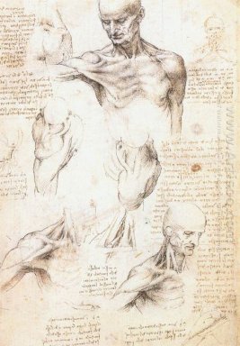 Anatomische Studies van Een Mannelijke Borst