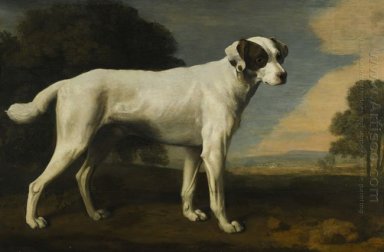 Viscount Gormanston S White Dog