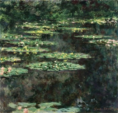 Water Lilies 6