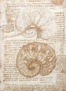 Menggambar Of The Uterus Of A Sapi Hamil 1508