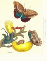 Plate #23- Musa paradisiaca, Caligo teucer and Cnemidophorus lem