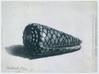 Perskegel Huls (Conus marmoreus)