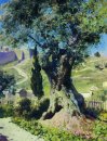 Ein Olivenbaum im Garten von Gethsemane 1882