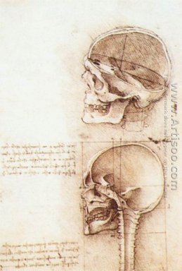Studies van de menselijke schedel