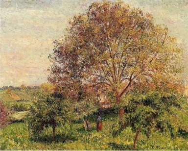 Albero di noce in primavera 1894