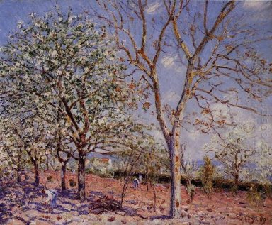 Pflaumen-und Walnussbäume im Frühjahr 1889